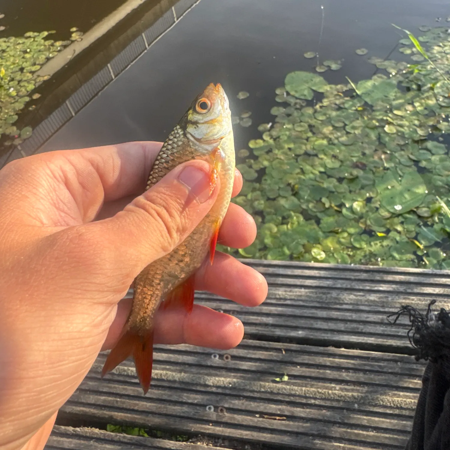 catch