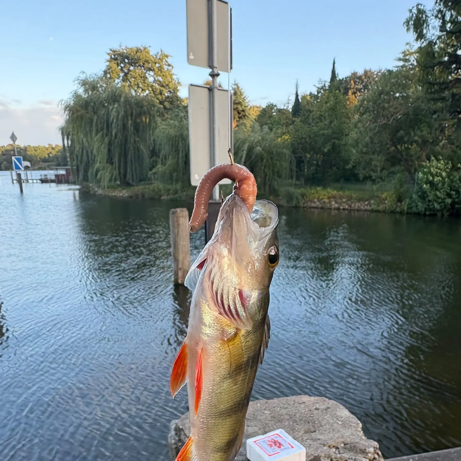 European perch caught on Fishbrain