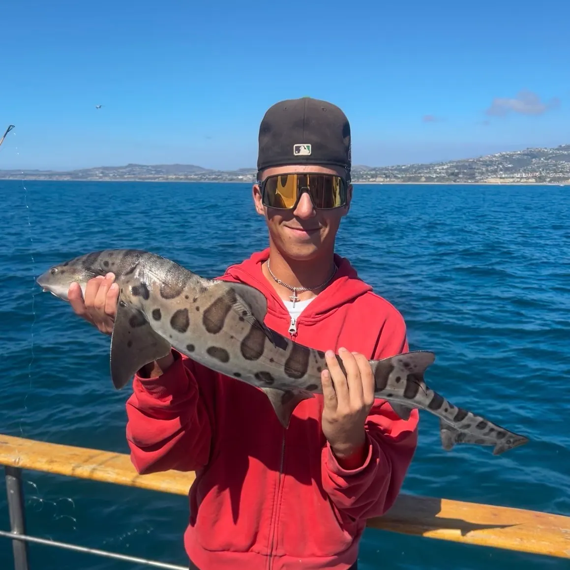 The most recent Leopard shark catches on Fishbrain