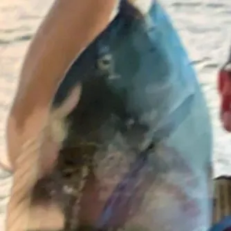 The most recent Rainbow parrotfish catches on Fishbrain