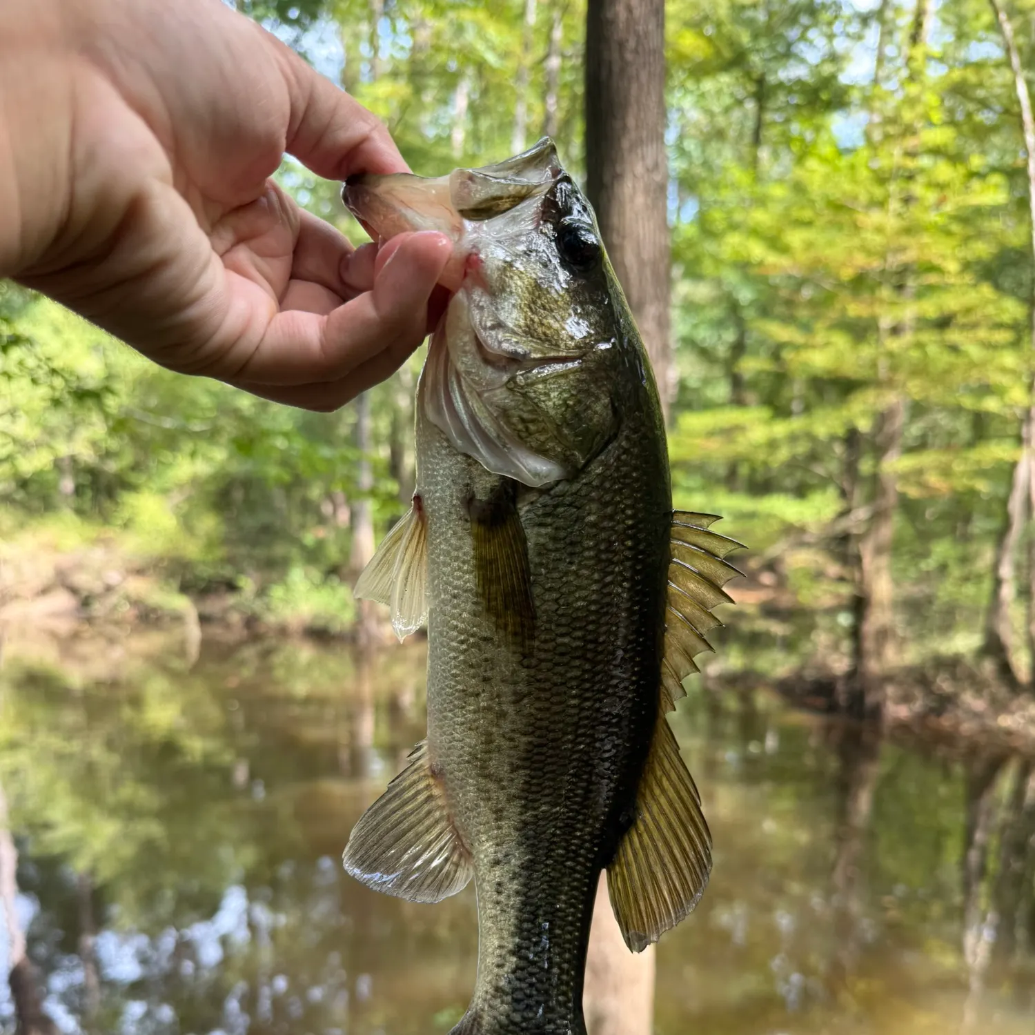 Largemouth bass caught on Fishbrain