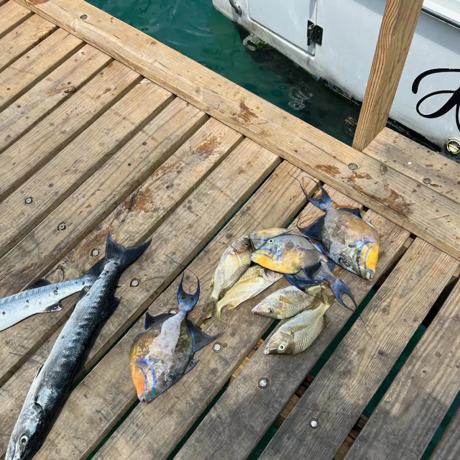 recently logged catches