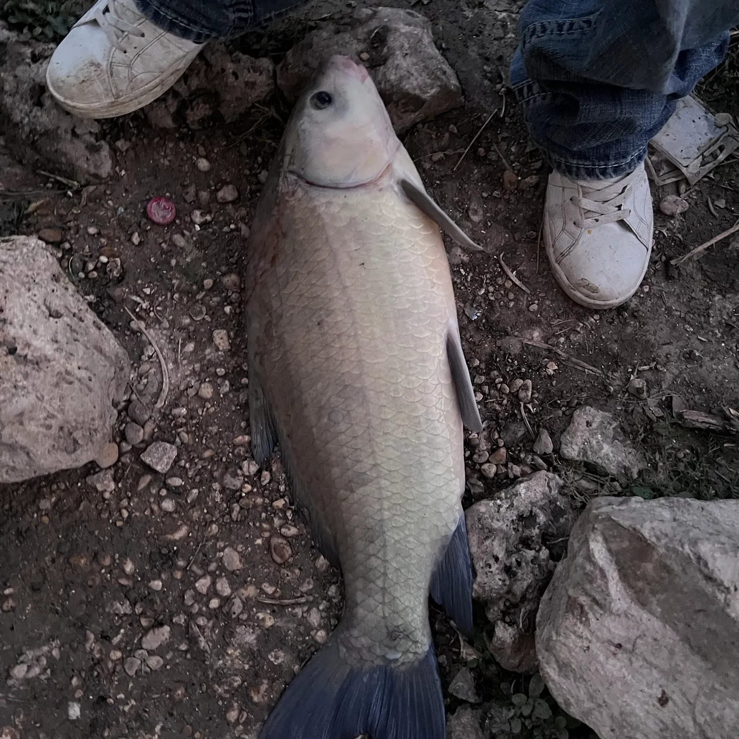 The most recent Black buffalo catches on Fishbrain