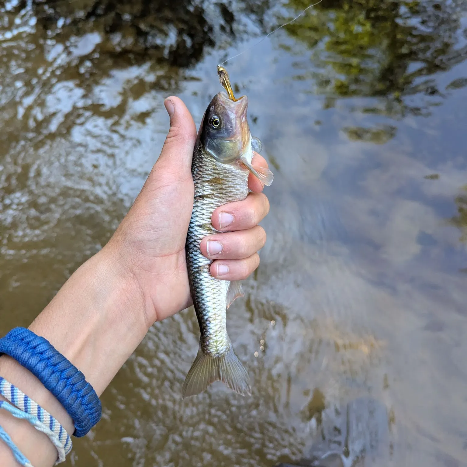Common shiner caught on Fishbrain