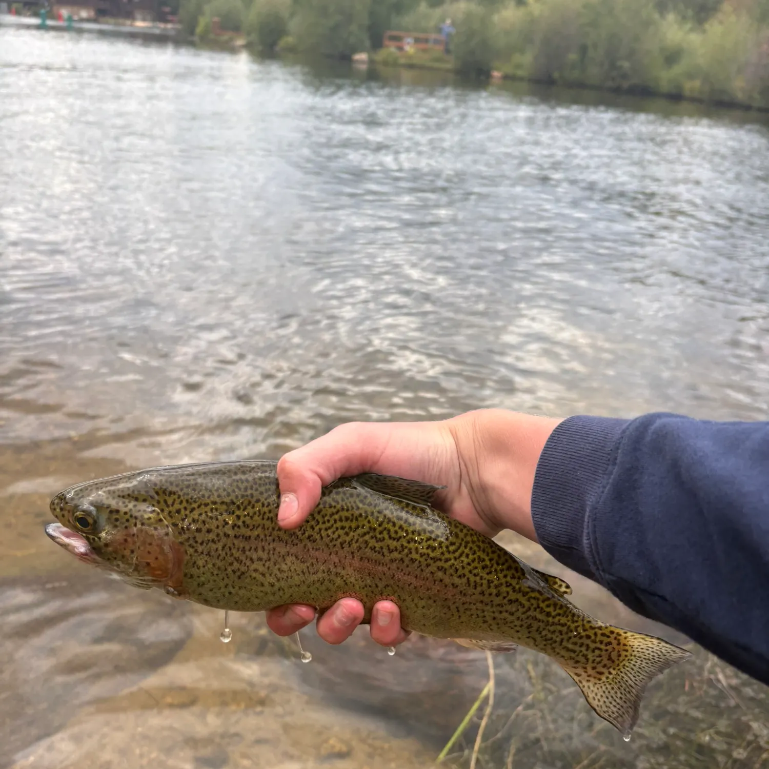 Rainbow trout caught on Fishbrain