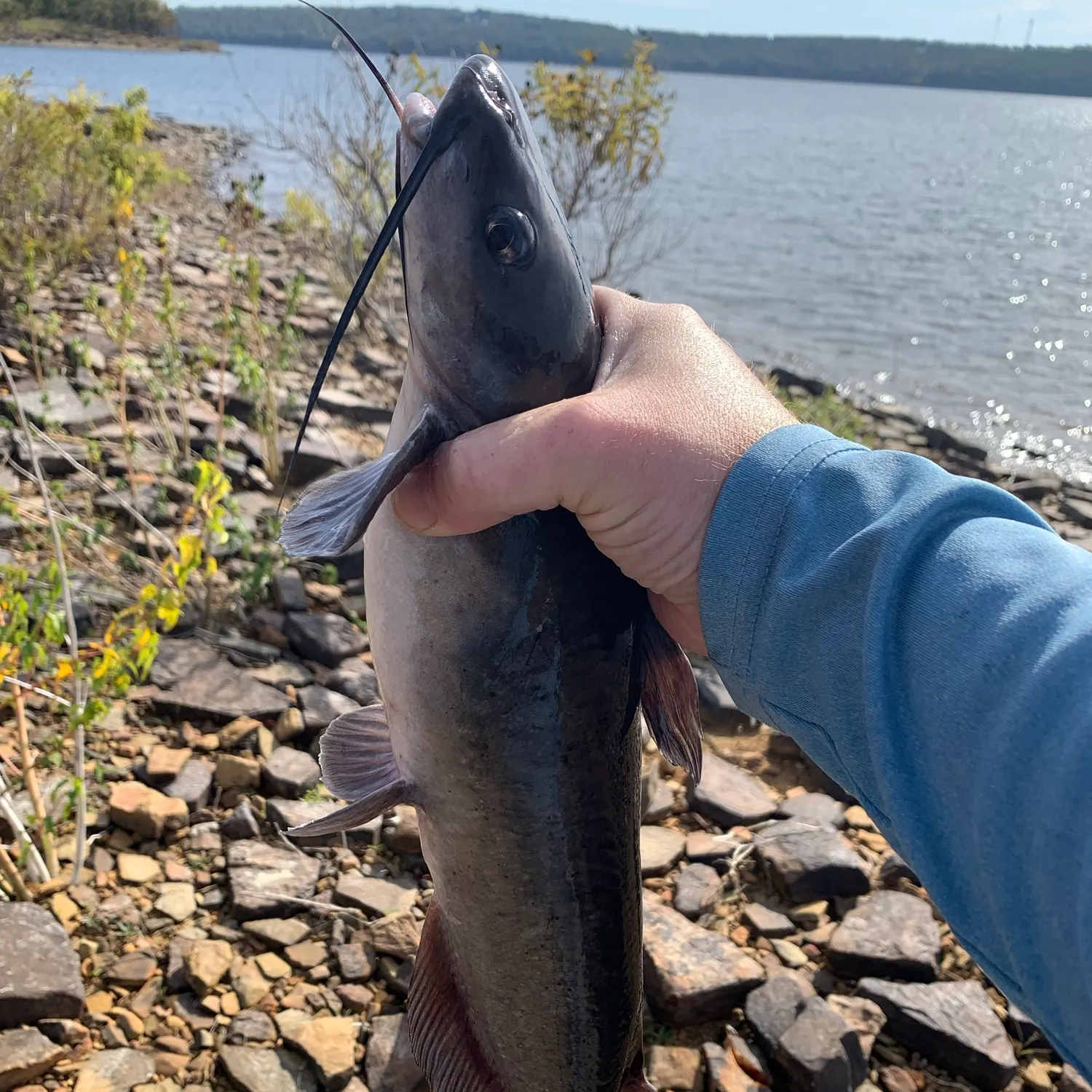 Channel catfish caught on Fishbrain