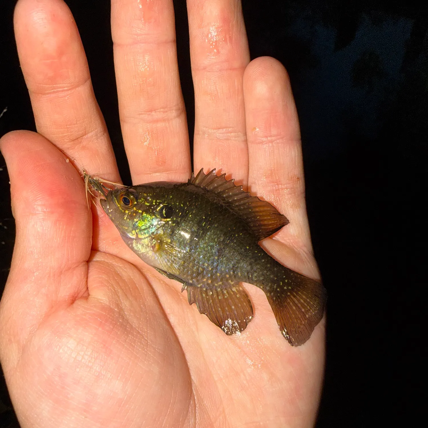 The most recent Banded sunfish catches on Fishbrain