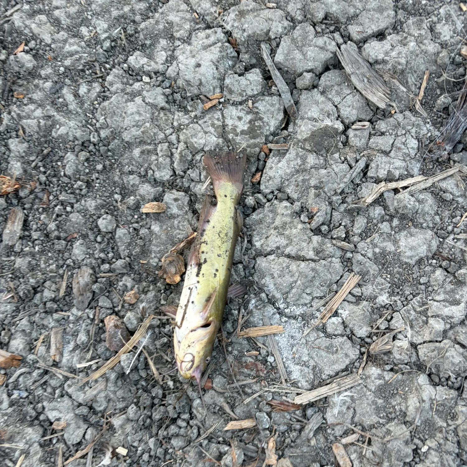 Yellow bullhead caught on Fishbrain