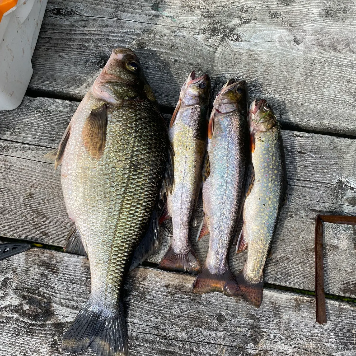 recently logged catches