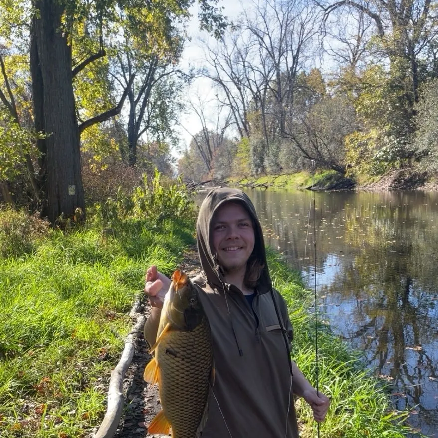 Common carp caught on Fishbrain