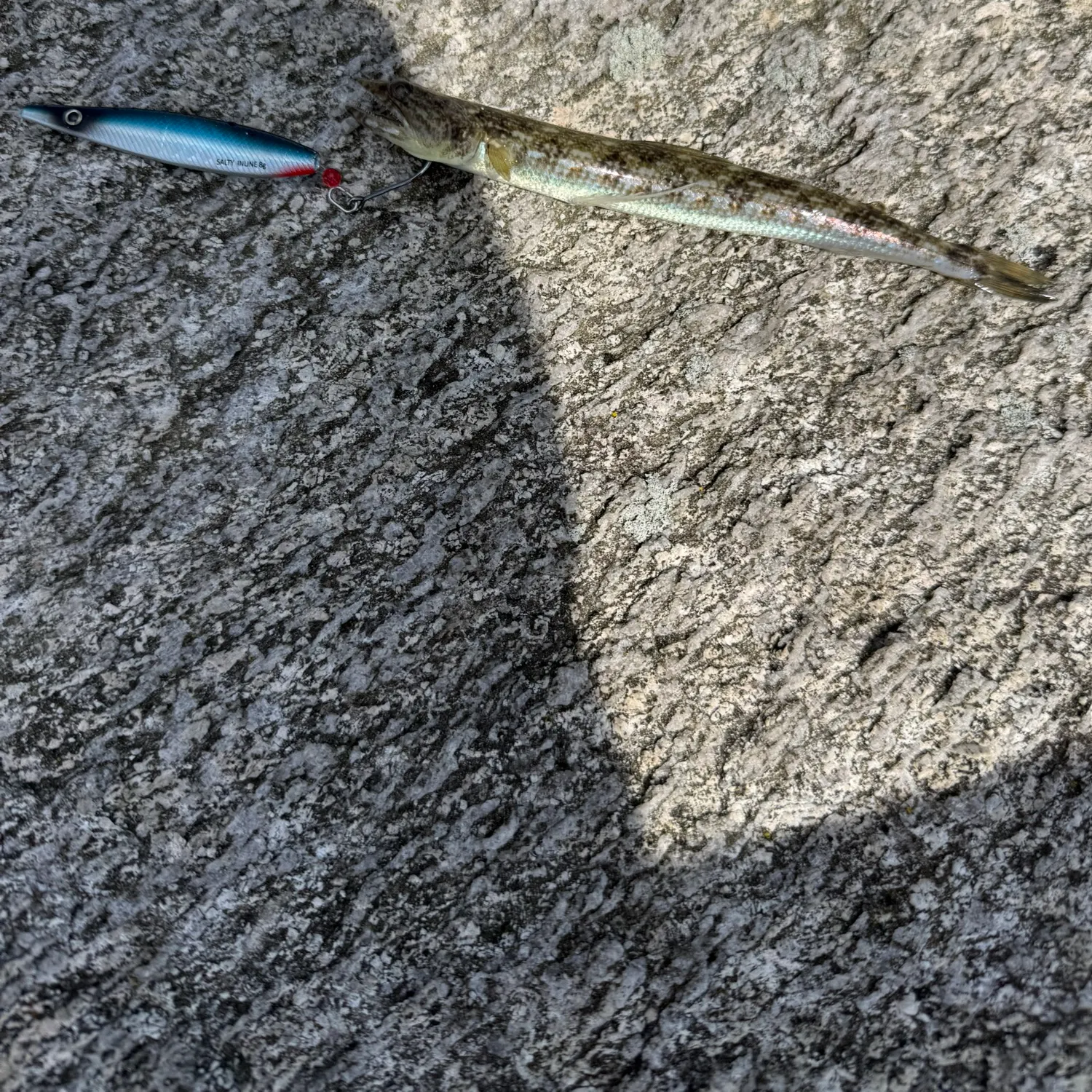 Inshore lizardfish caught on Fishbrain