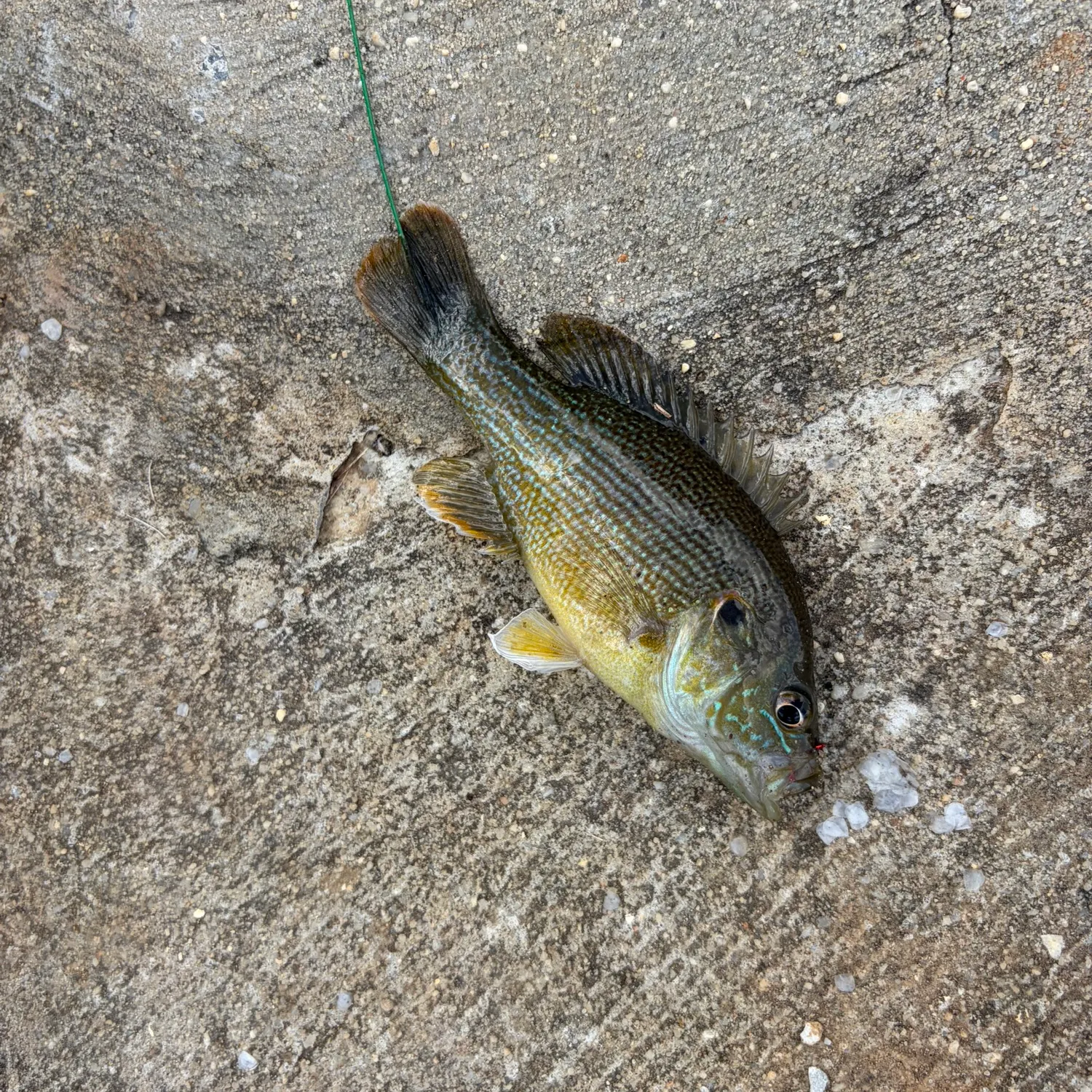 Green sunfish caught on Fishbrain