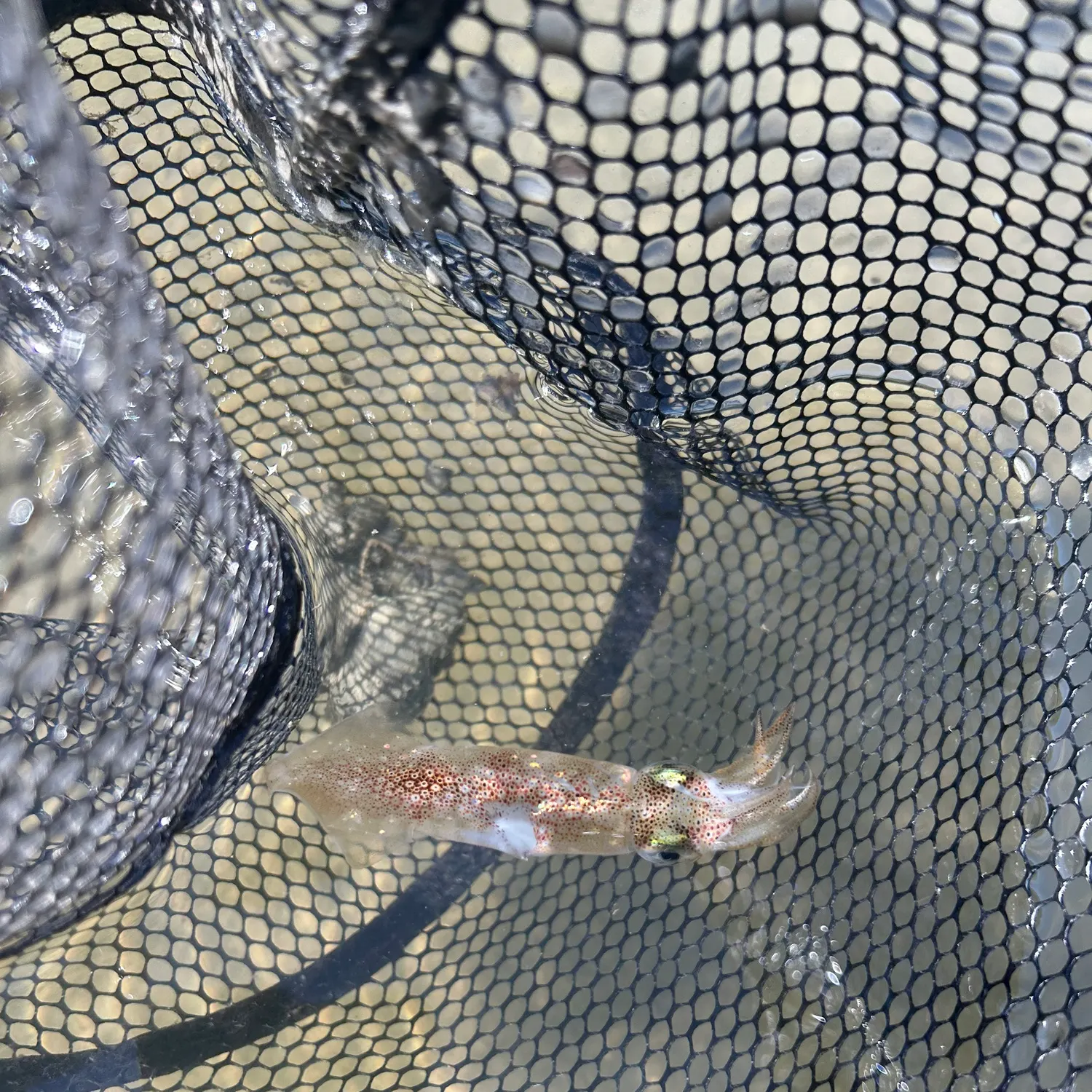 The most recent Longfin inshore squid catches on Fishbrain