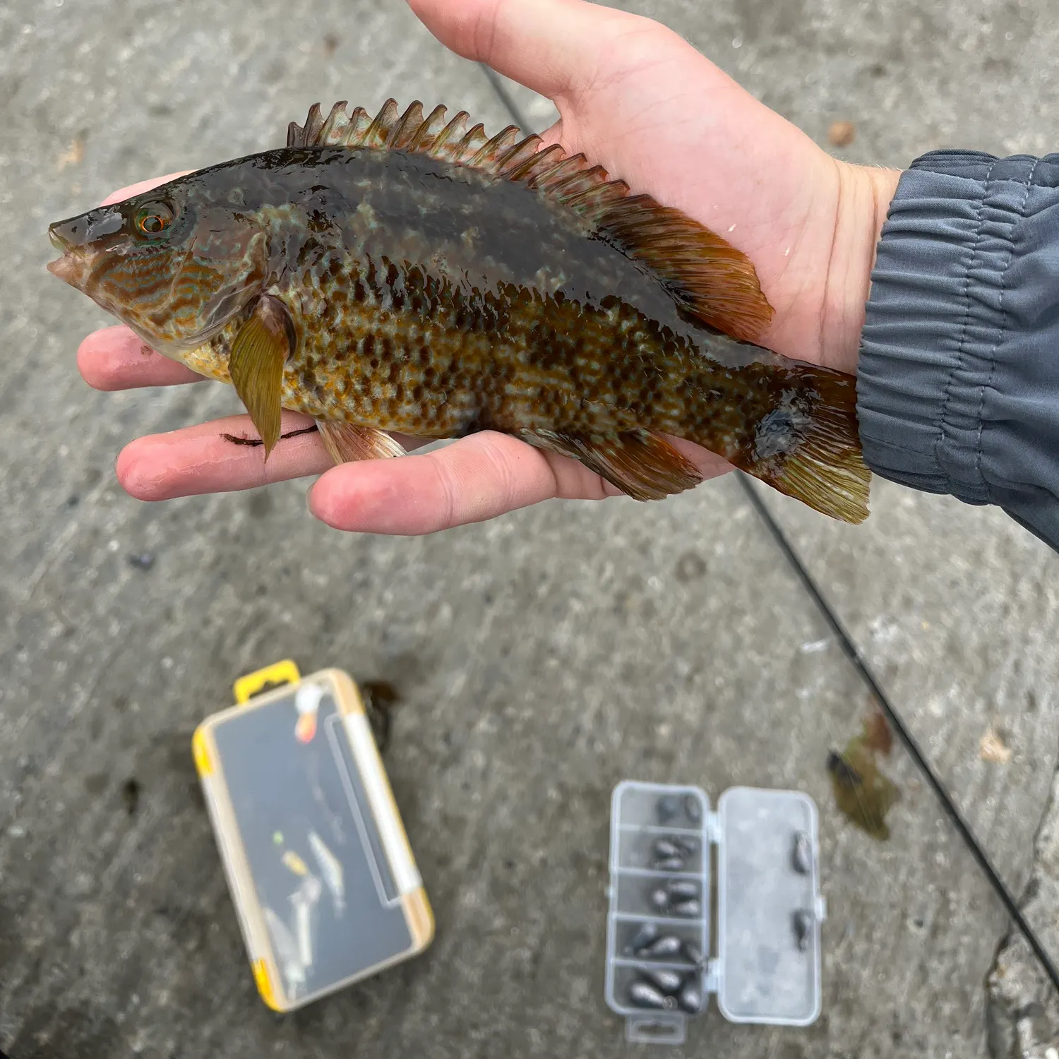 The most recent Corkwing wrasse catches on Fishbrain