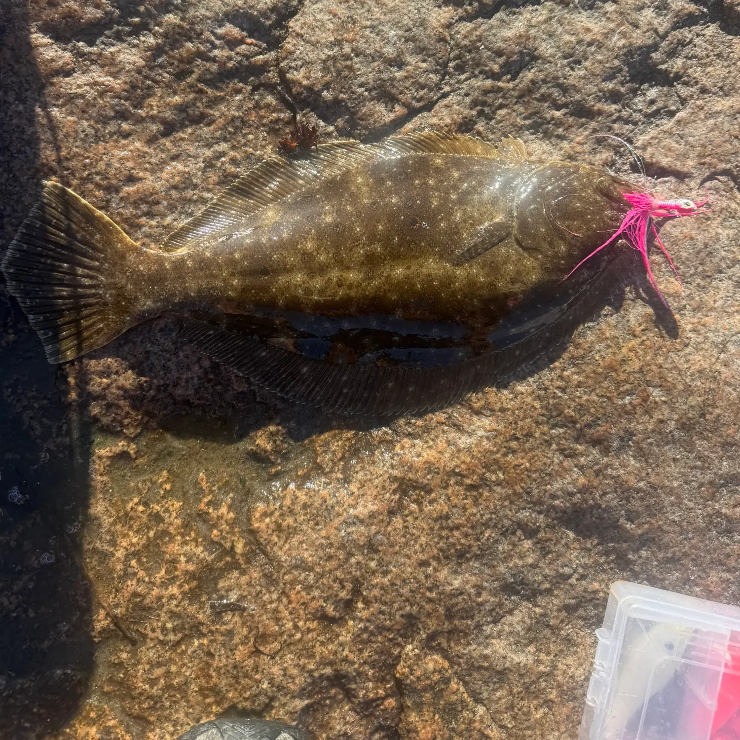 Summer flounder caught on Fishbrain