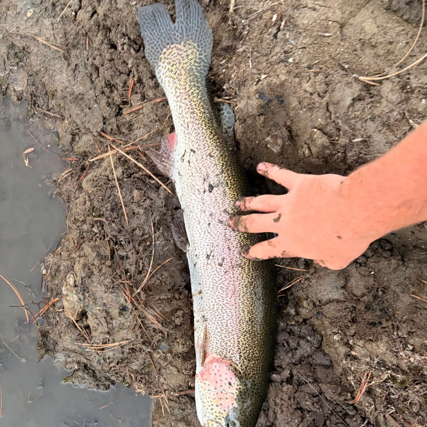 Rainbow trout caught on Fishbrain