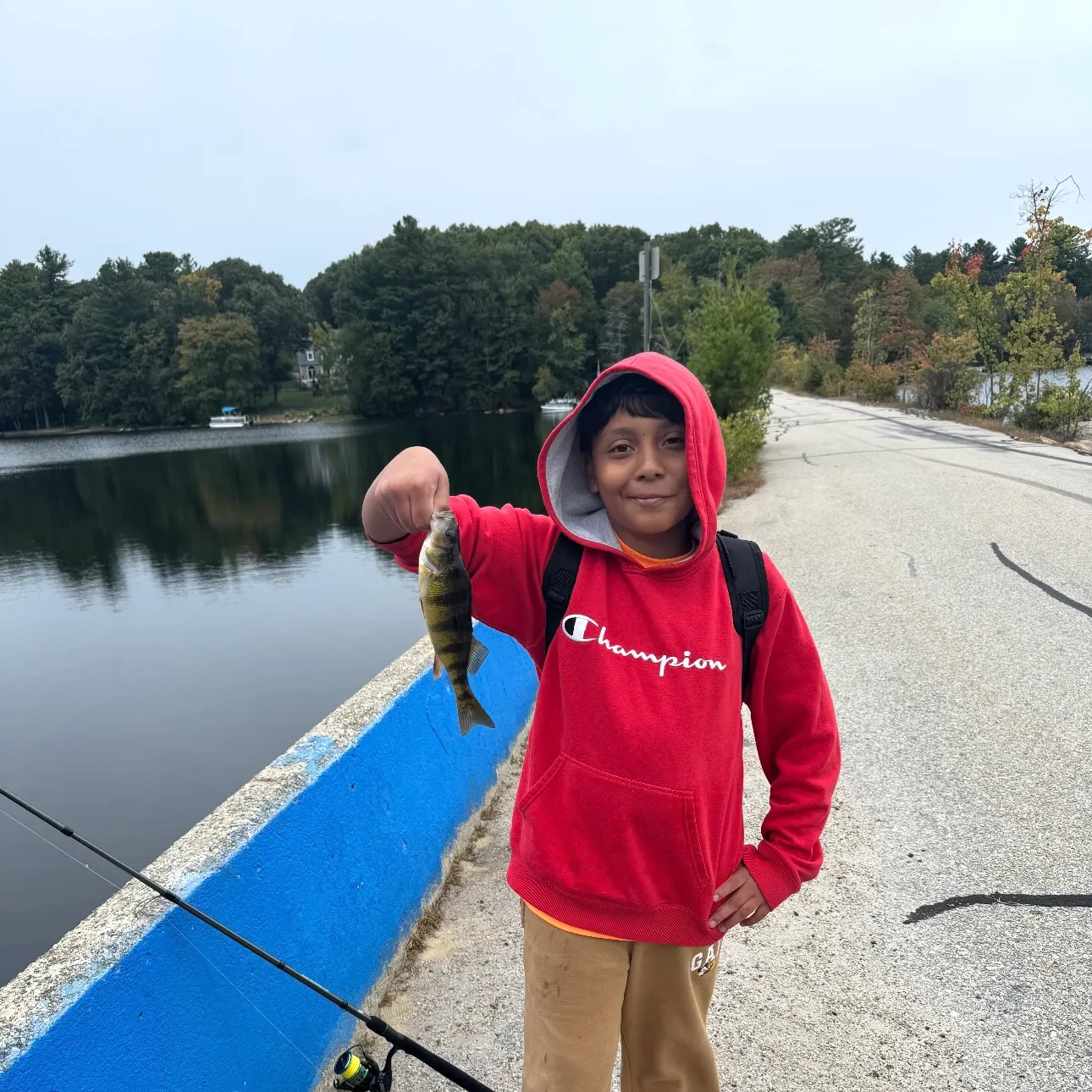 Yellow perch caught on Fishbrain