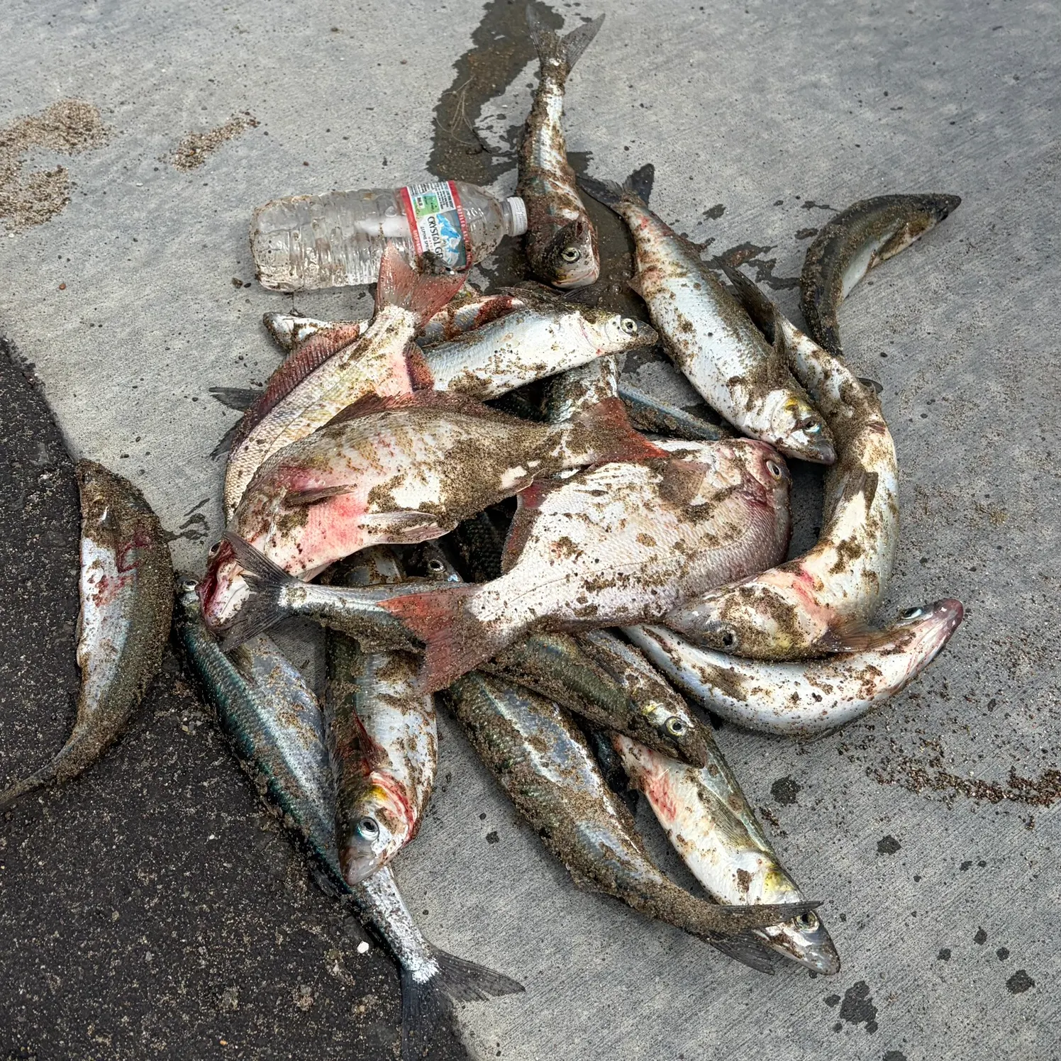 The most recent Redtail surfperch catches on Fishbrain