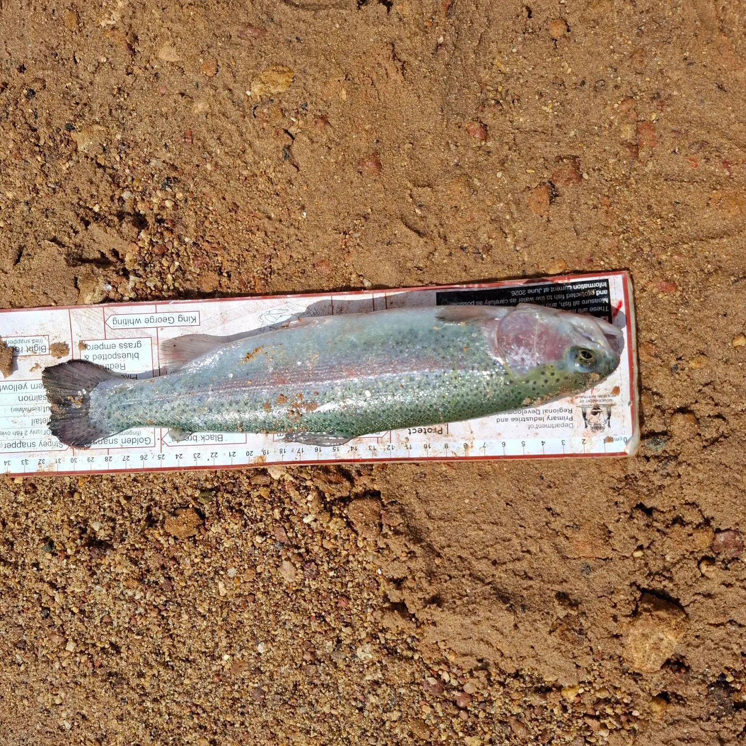 Rainbow trout caught on Fishbrain
