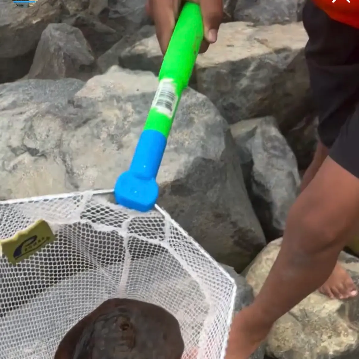 The most recent Haller's round ray catches on Fishbrain
