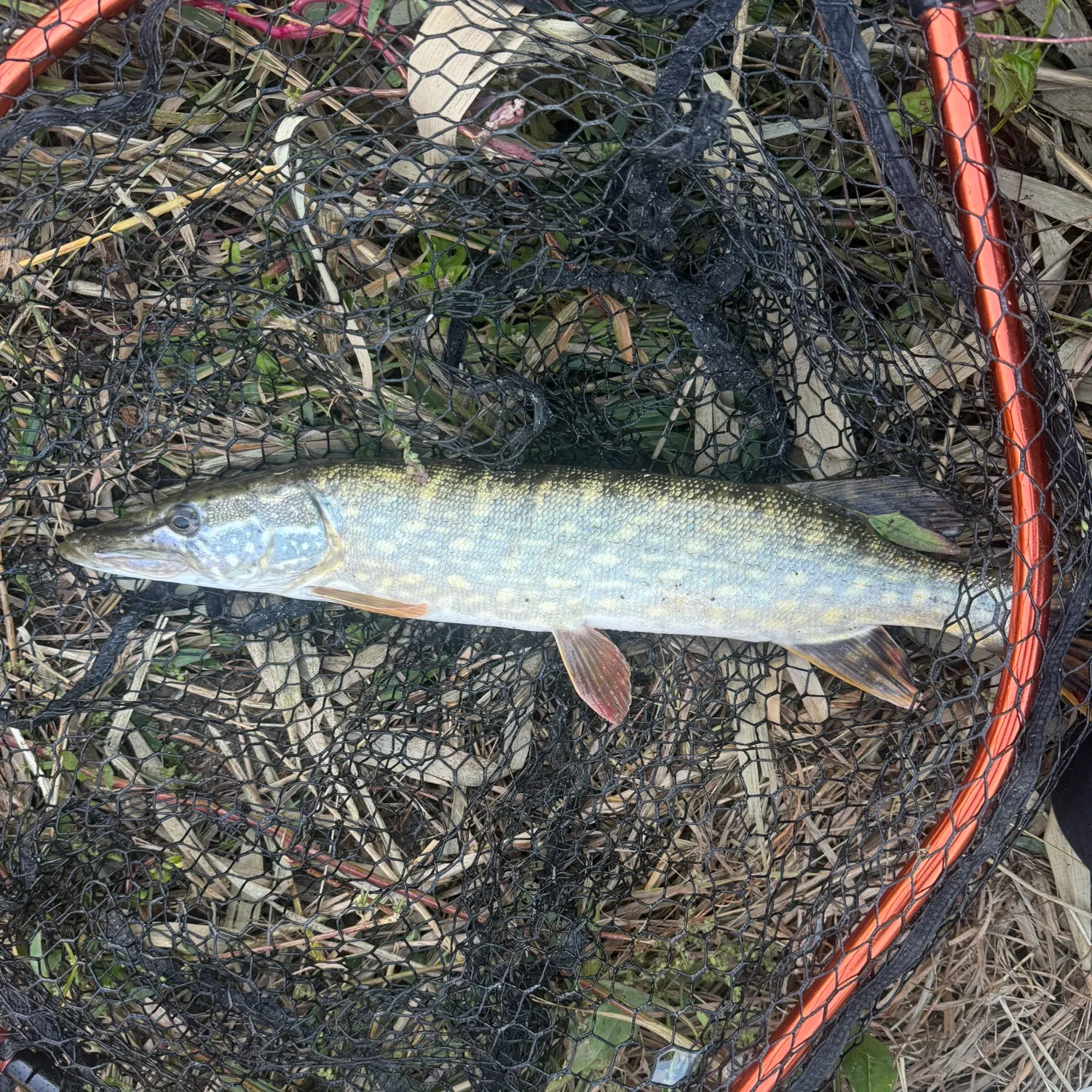 Northern pike caught on Fishbrain