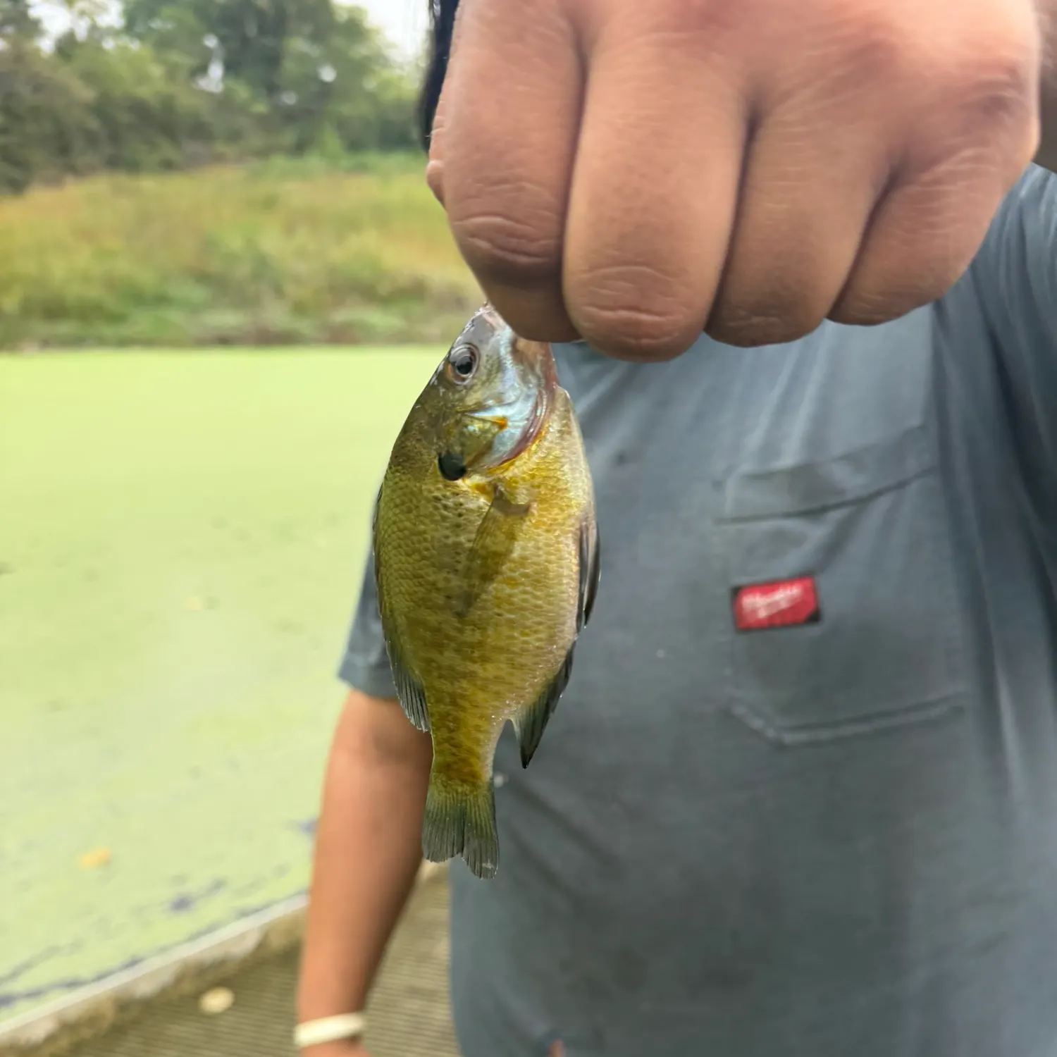 Bluegill caught on Fishbrain