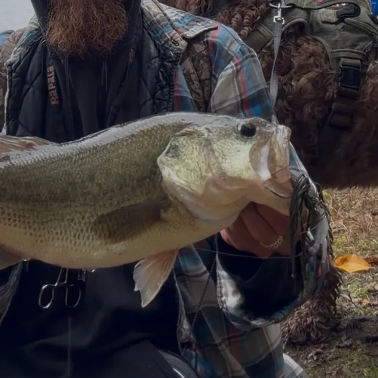 Largemouth bass caught on Fishbrain