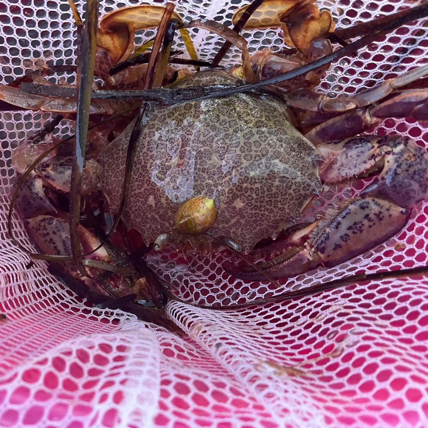 The most recent Spotted reef crab catches on Fishbrain