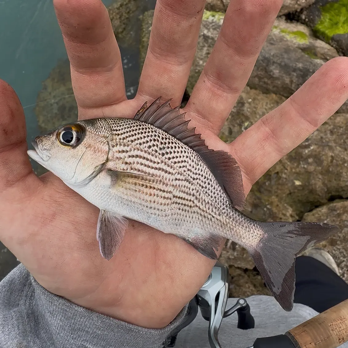 The most recent Sailor's choice grunt catches on Fishbrain