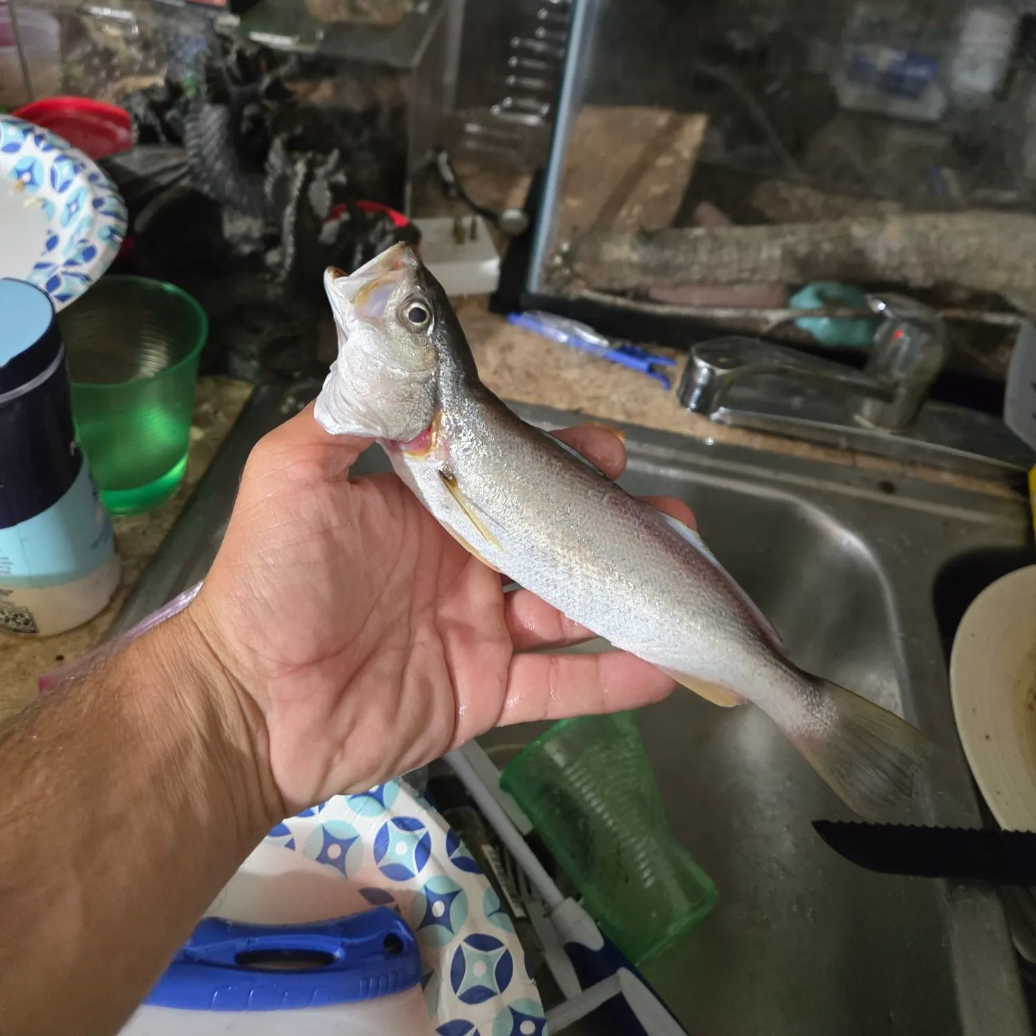 Sand seatrout caught on Fishbrain