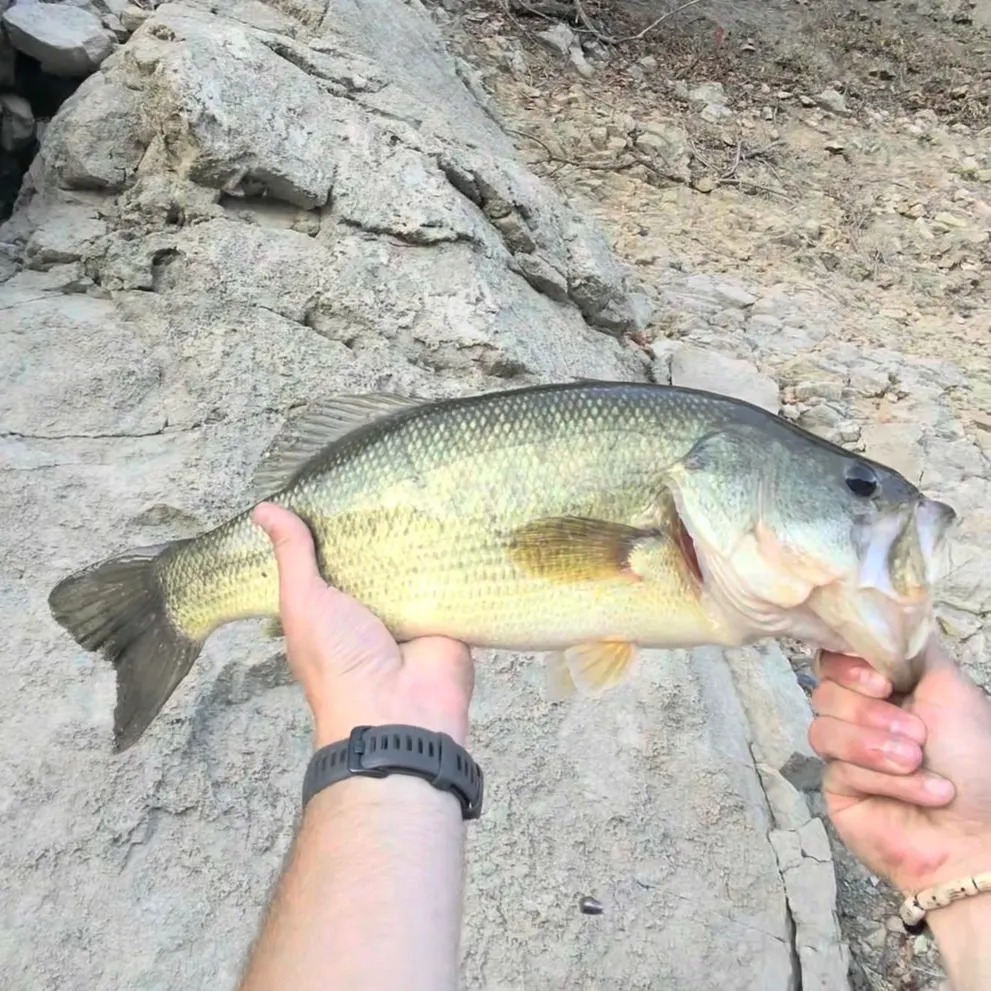Largemouth bass caught on Fishbrain
