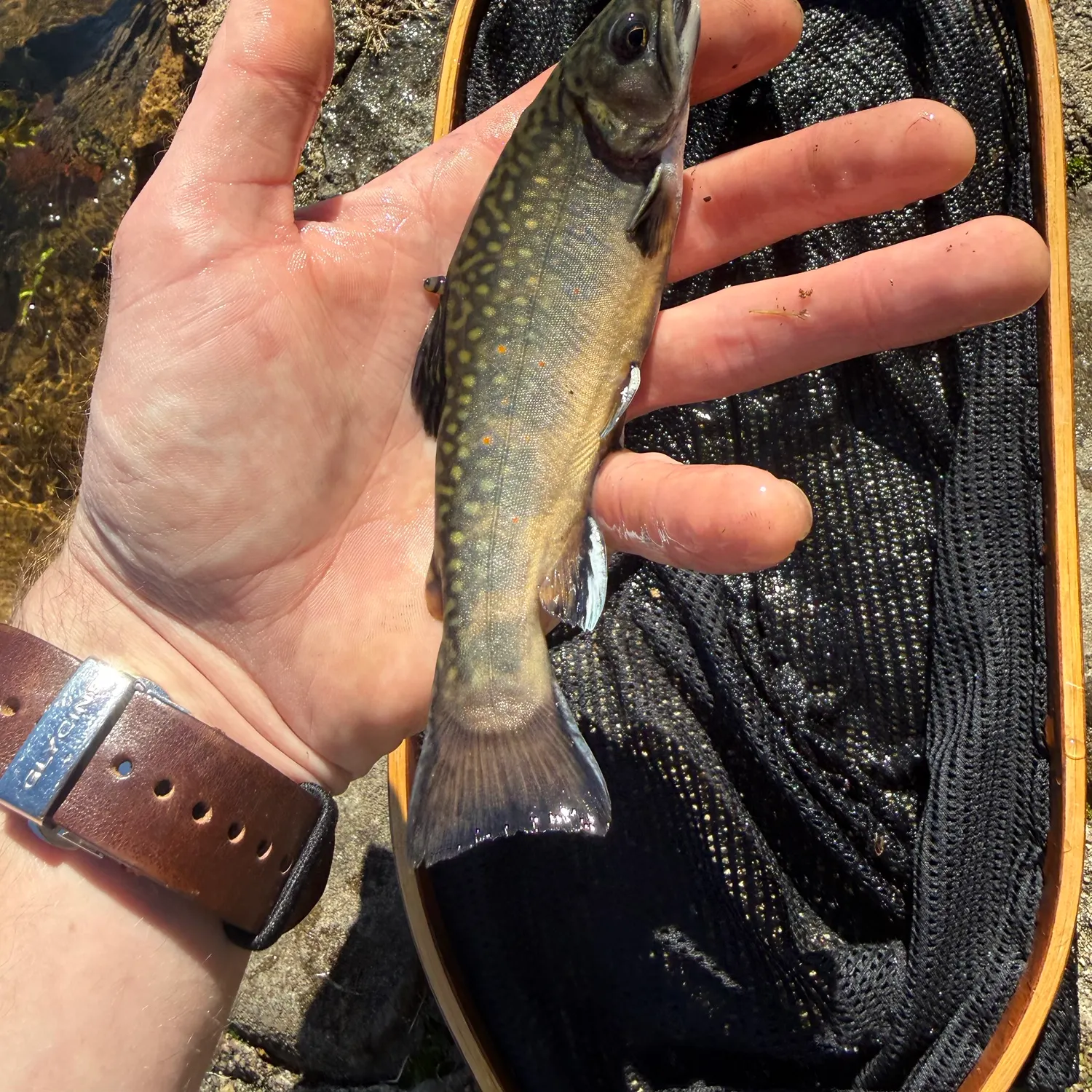 Brook trout caught on Fishbrain