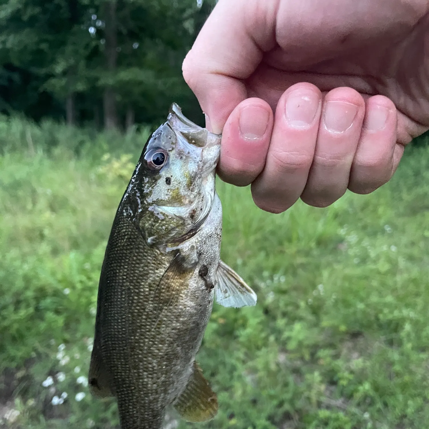 Smallmouth bass caught on Fishbrain