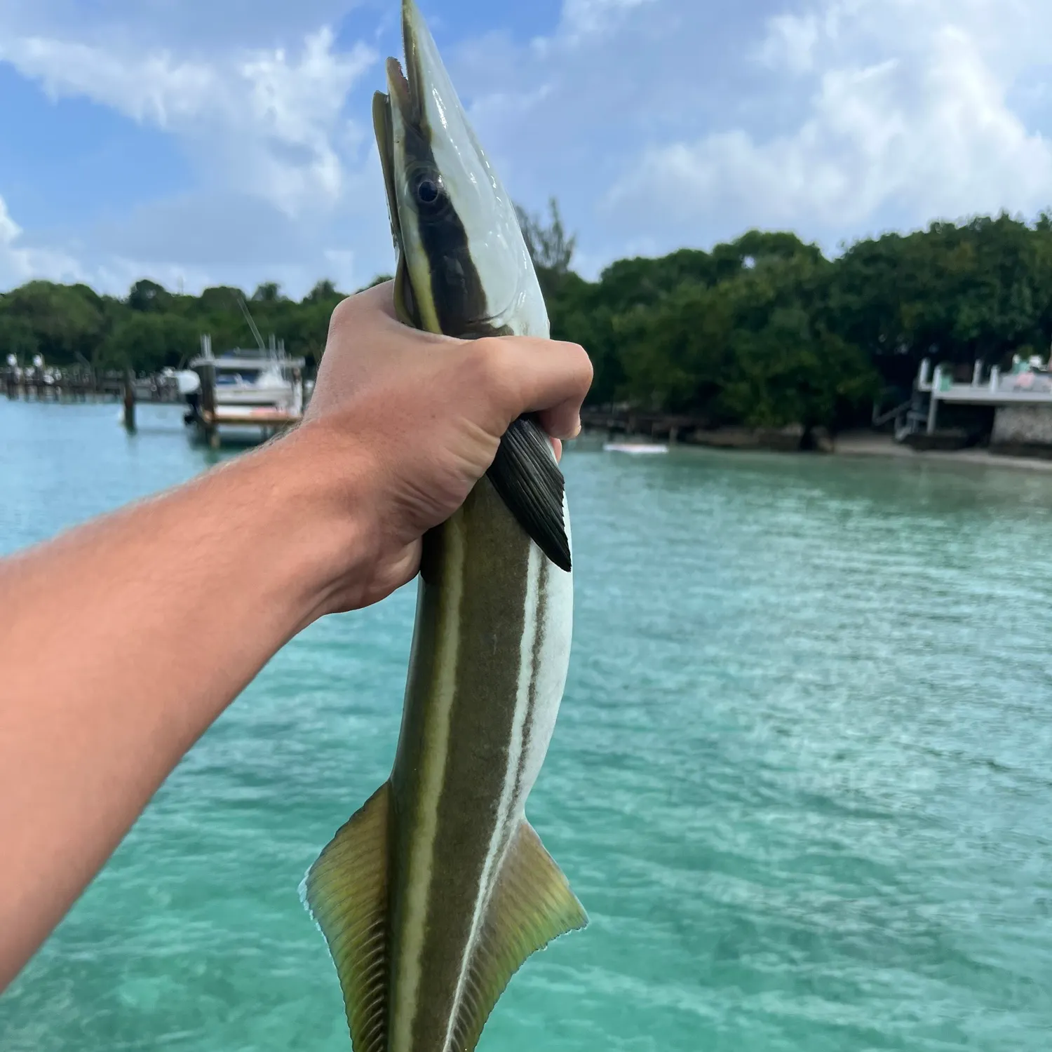 The most recent Common remora catches on Fishbrain