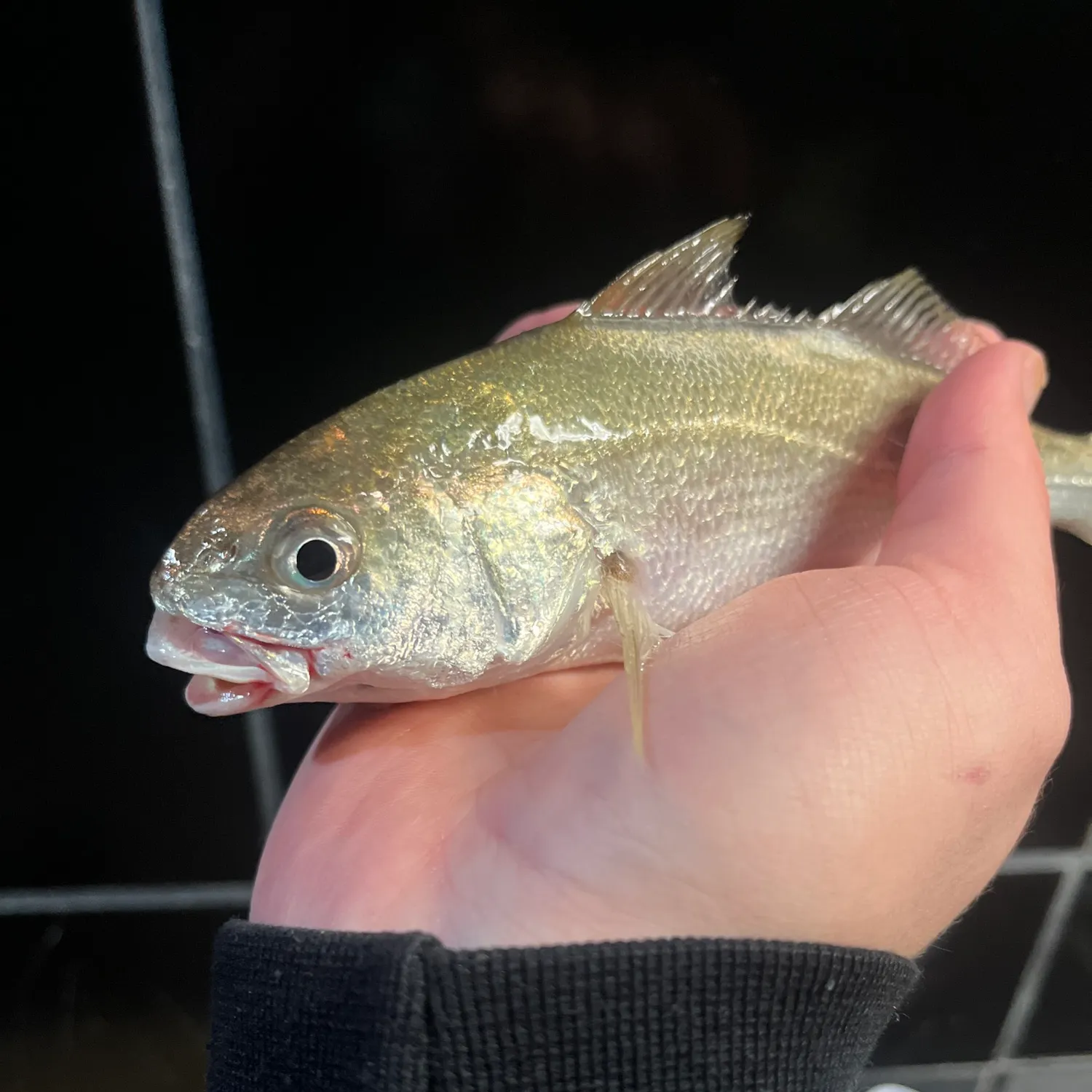 The most recent White croaker catches on Fishbrain