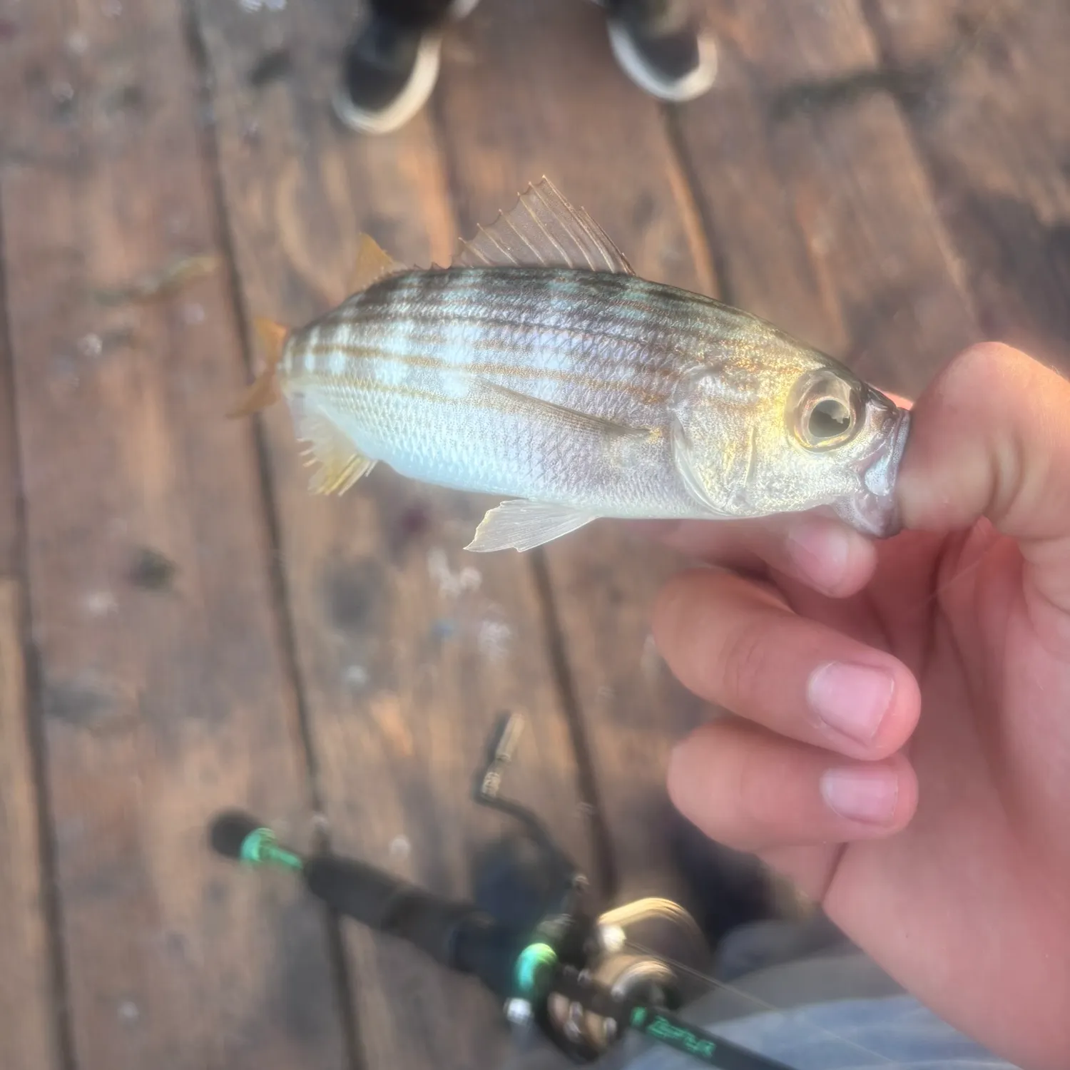 The most recent Californian salema catches on Fishbrain