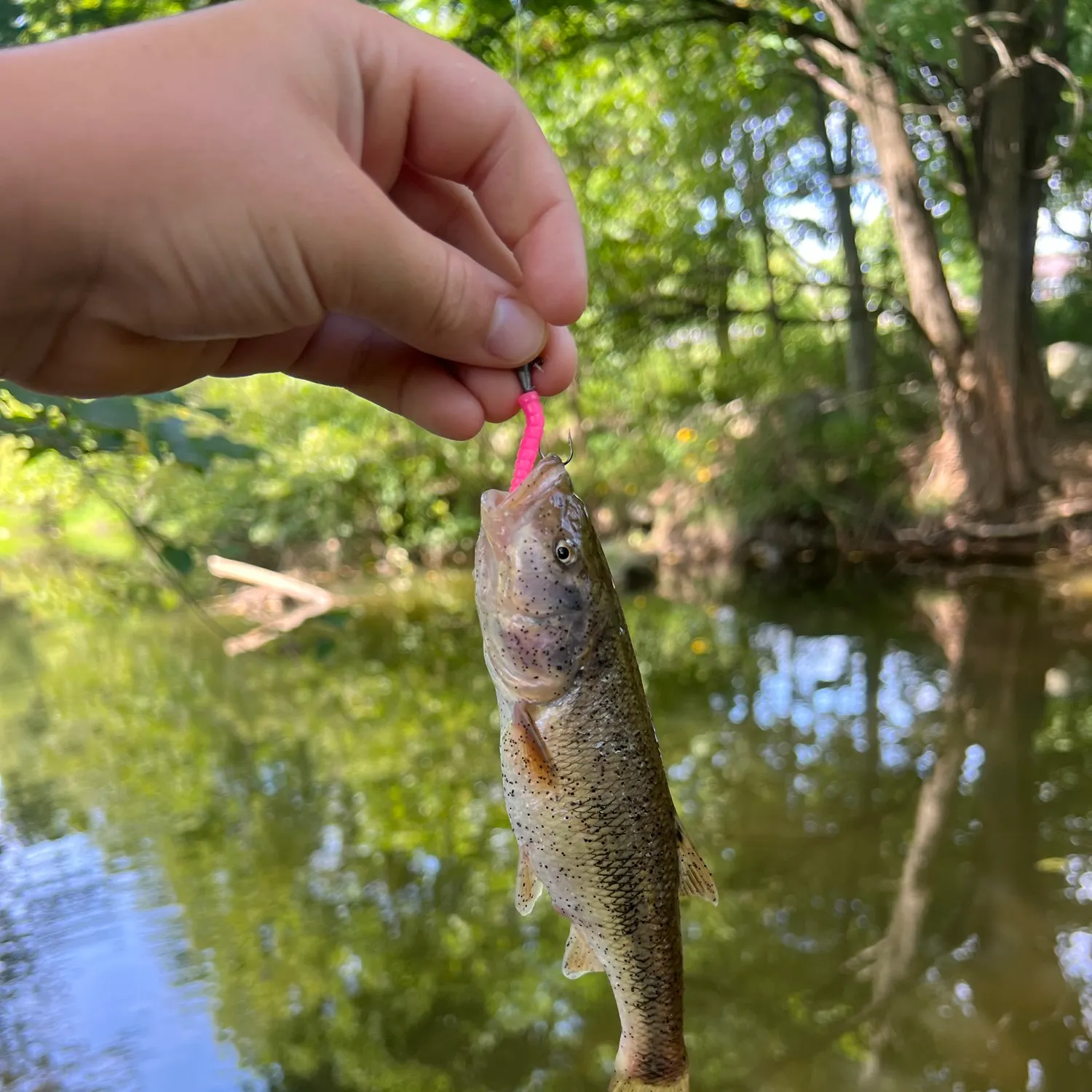 Creek chub caught on Fishbrain