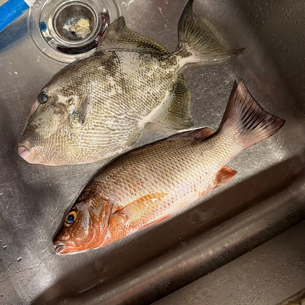 The most recent Grey triggerfish catches on Fishbrain