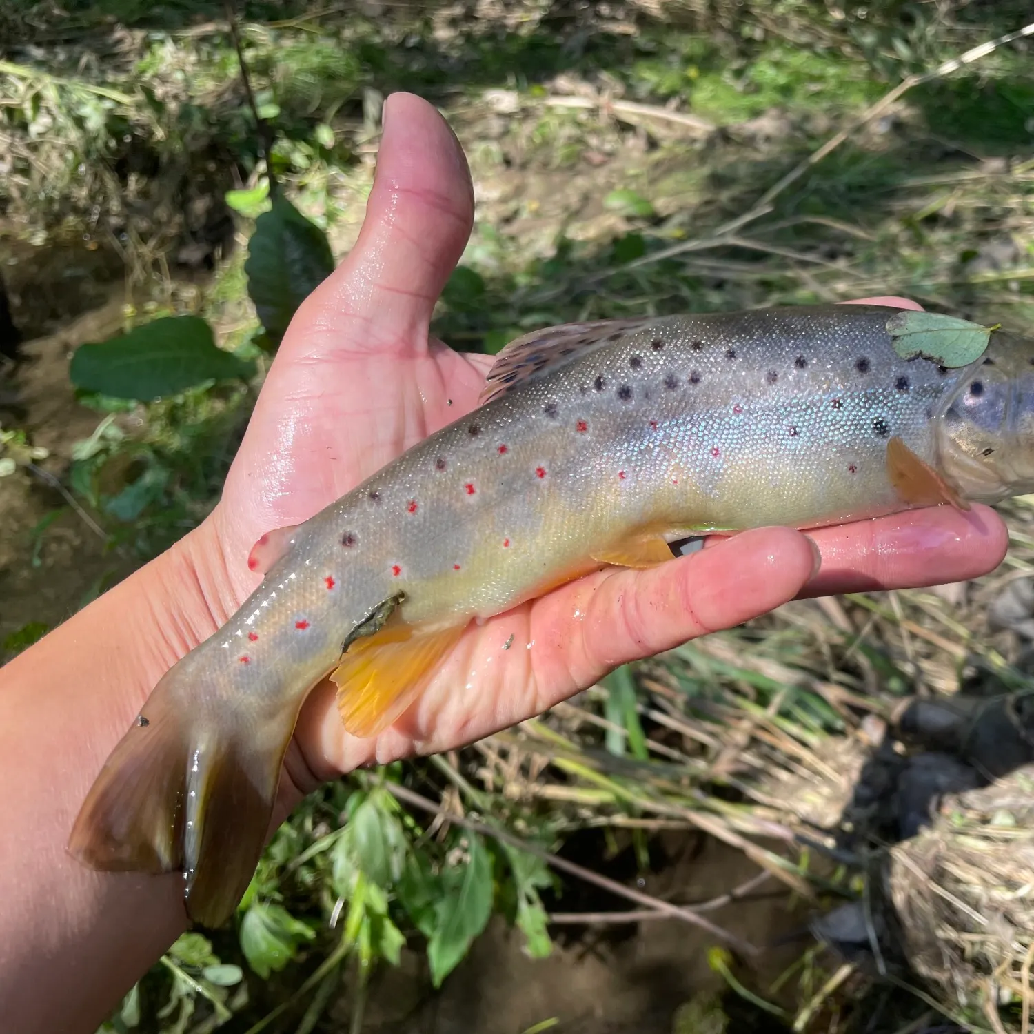 Brown trout caught on Fishbrain