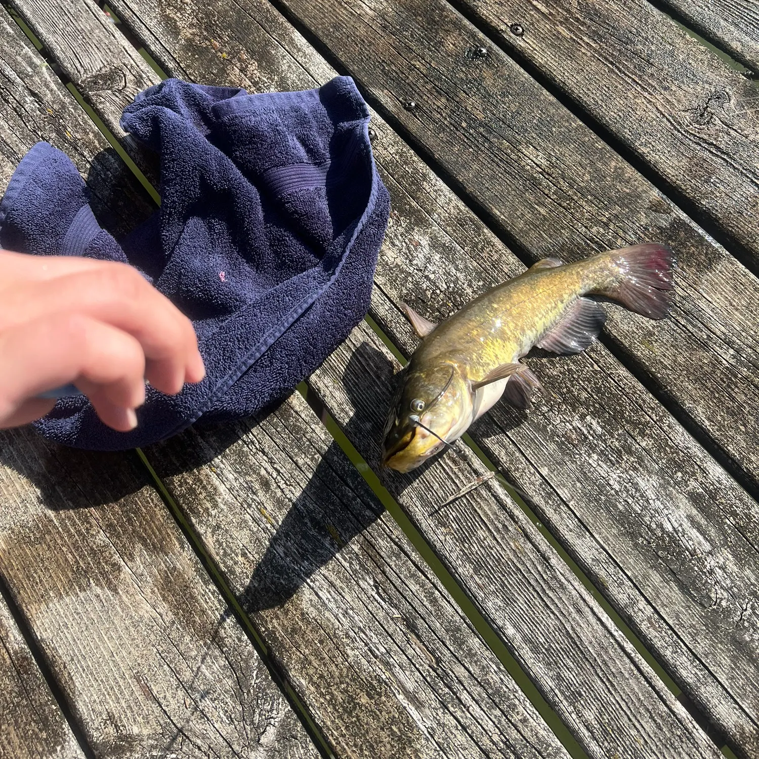 Brown bullhead caught on Fishbrain