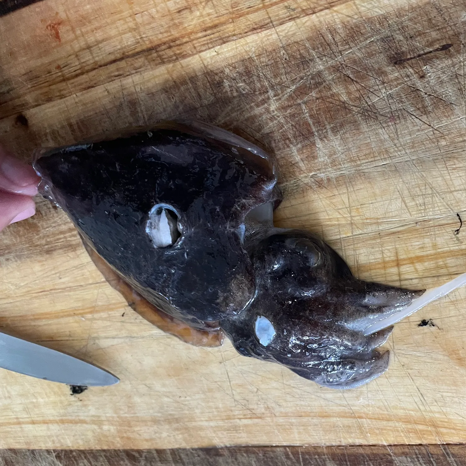 The most recent Common cuttlefish catches on Fishbrain