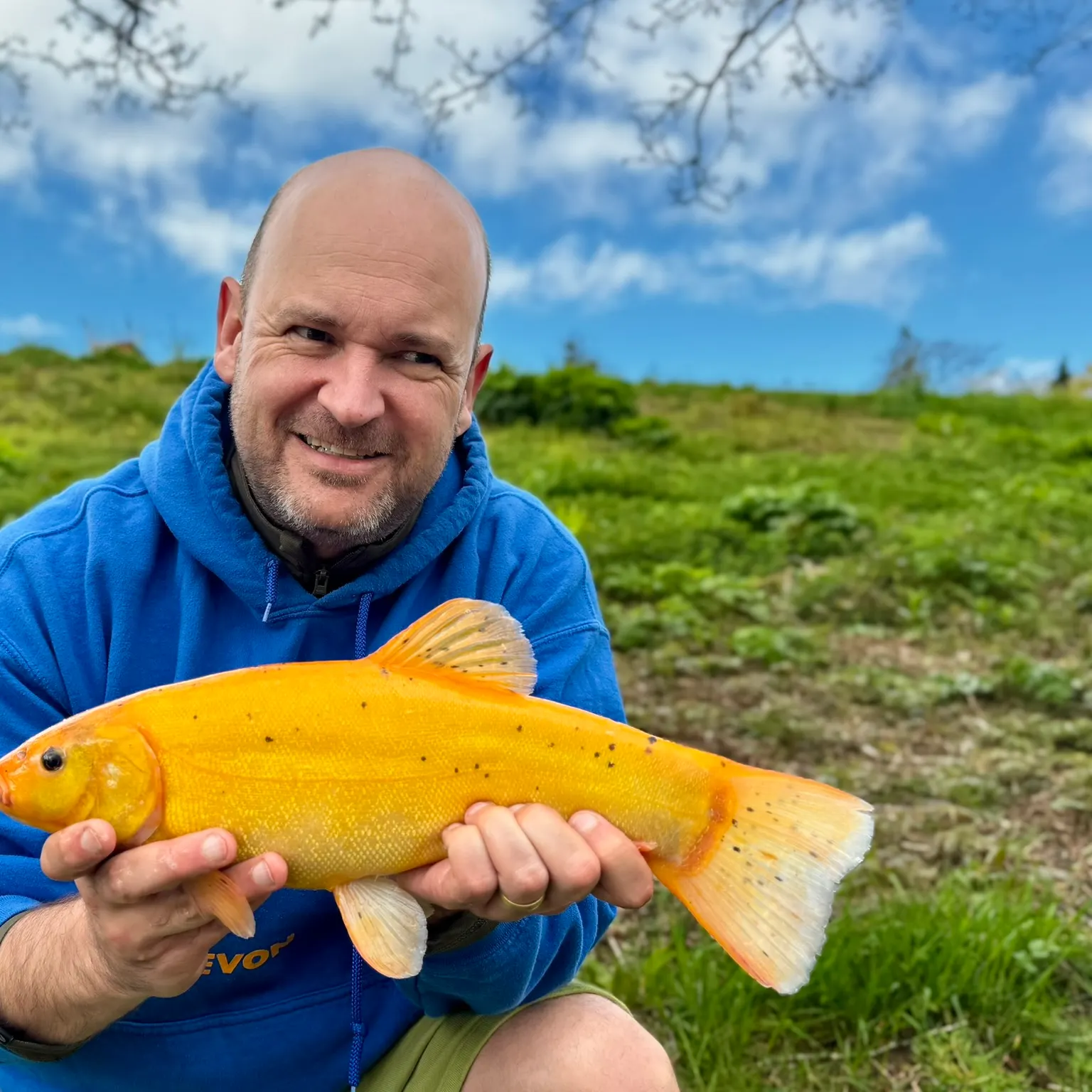 The most recent Golden tench catches on Fishbrain