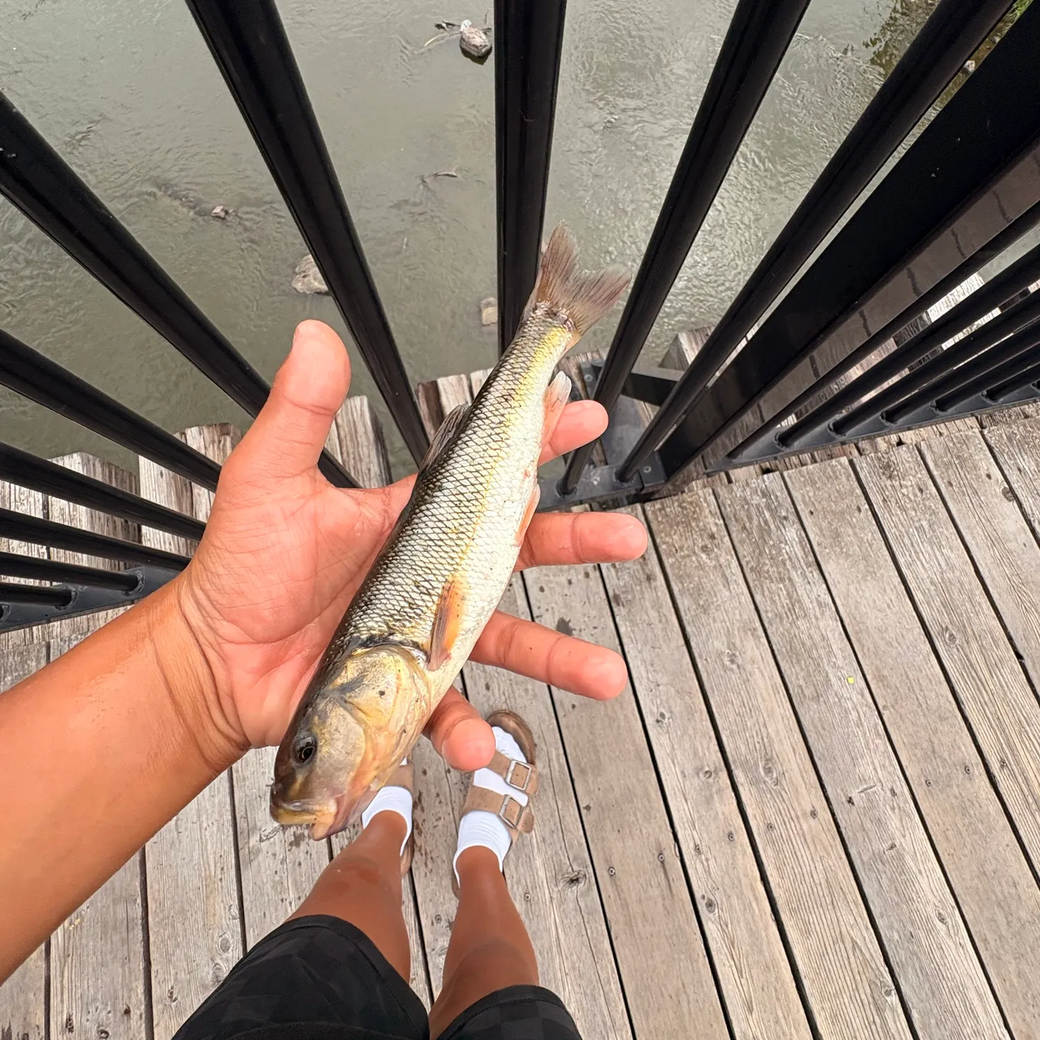 Creek chub caught on Fishbrain