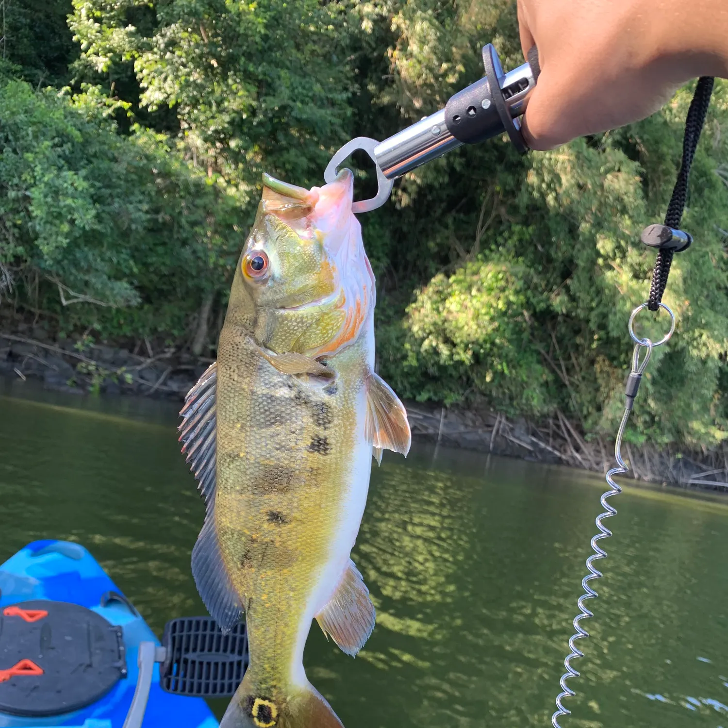 angler catch