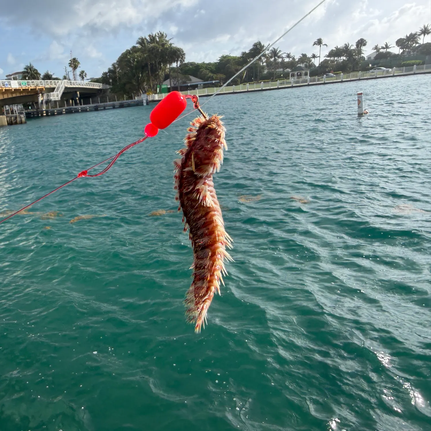 The most recent Common logperch catches on Fishbrain