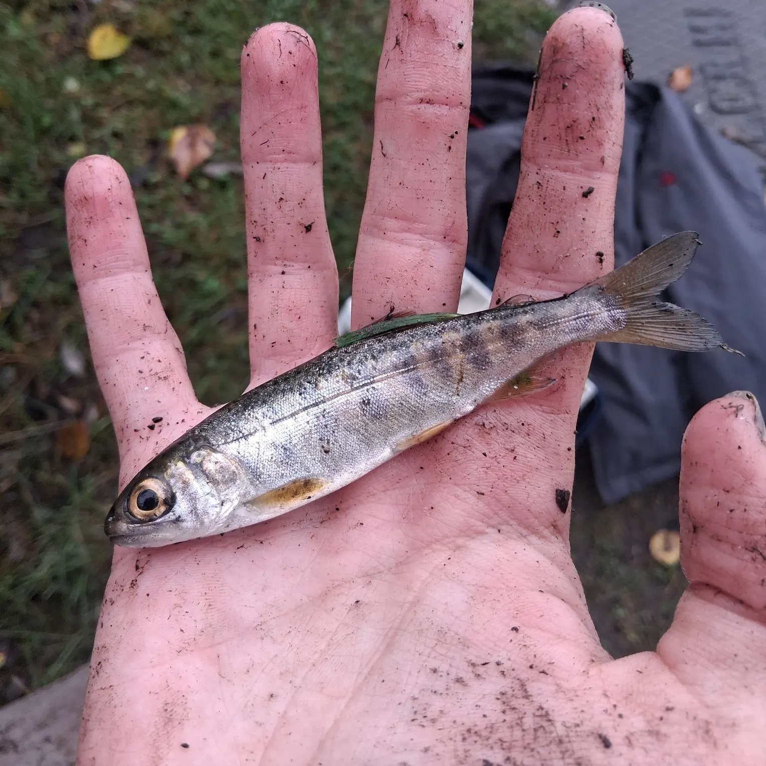 Chinook salmon caught on Fishbrain