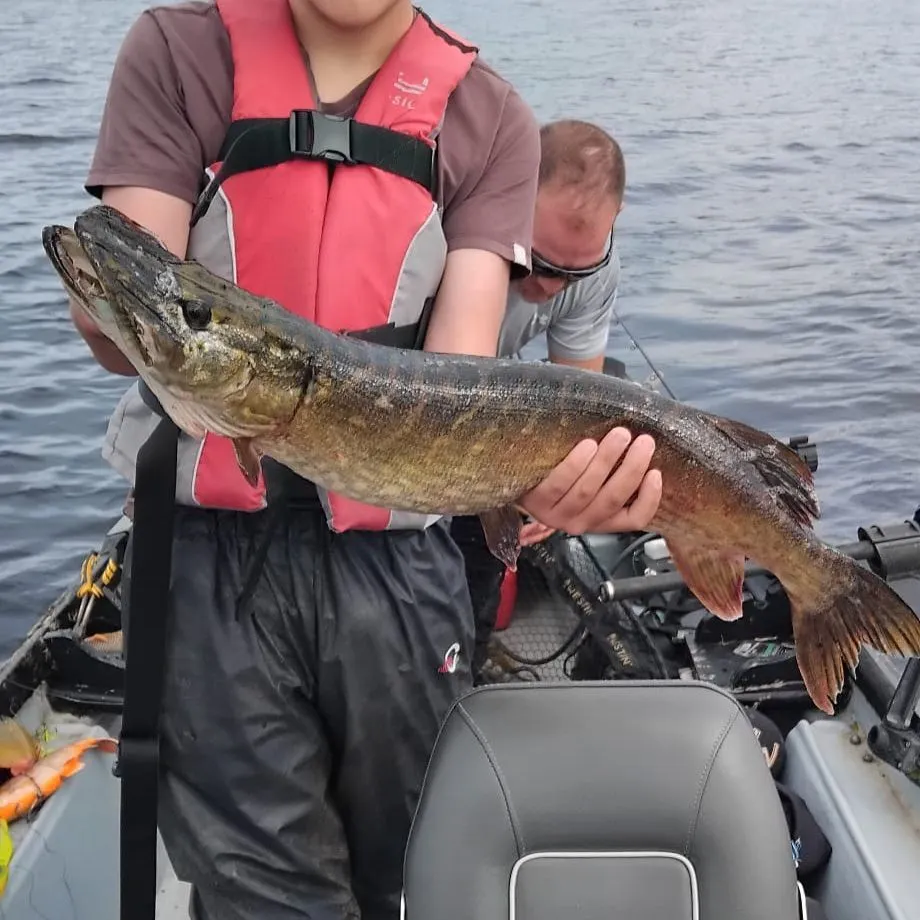 Northern pike caught on Fishbrain