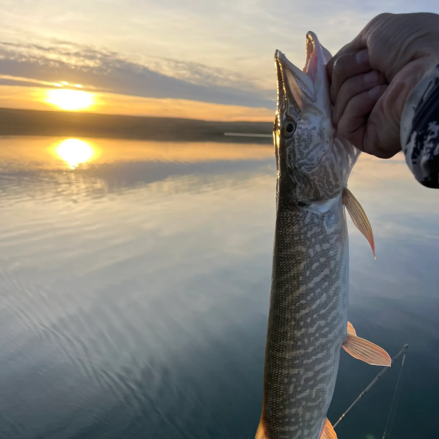 Northern pike caught on Fishbrain