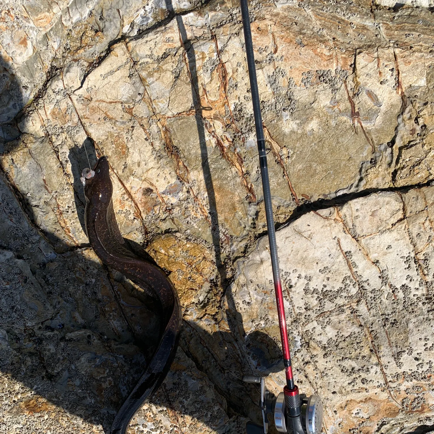 The most recent California moray catches on Fishbrain