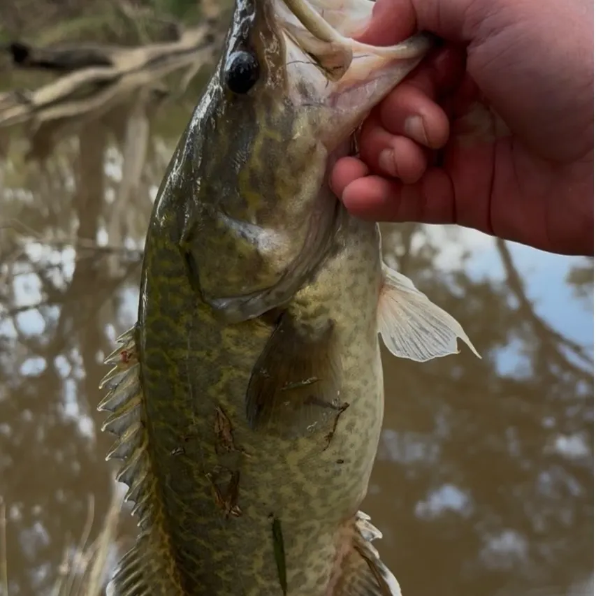 The most recent Murray cod catches on Fishbrain